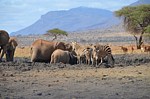 Safari Kenya 0287.jpg